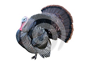 Tom turkey