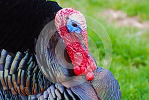 Tom Turkey