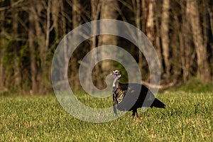 Tom Turkey At Attention Near Forest Edge