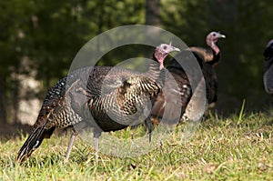 A tom turkey in a flock