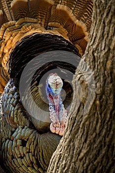 Tom Turkey hides behind a tree with it's colorful feathers and backlit sunlight photo