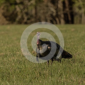 Tom Turkey Looks Back In Open Field