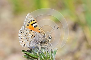 Tomares callimachus, the Caucasian vernal copper butterfly photo