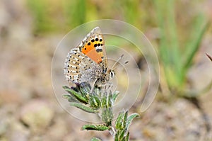 Tomares callimachus , the Caucasian vernal copper butterfly photo