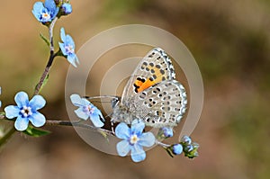 Tomares desinens butterfly on blue flower , butterflies of Iran photo