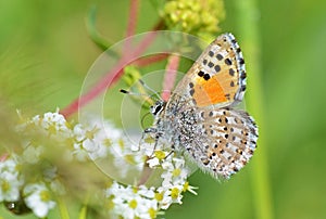 Tomares desinens butterfly on flower , butterflies of Iran photo