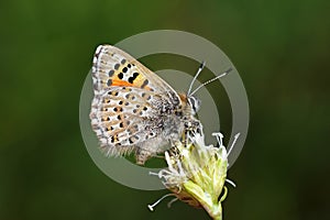 Tomares desinens butterfly on flower , butterflies of Iran photo