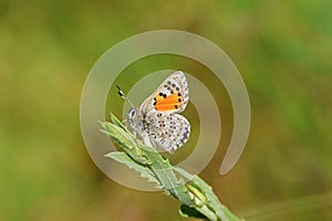 Tomares desinens butterfly on green leaf , butterflies of Iran photo