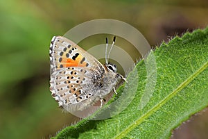 Tomares desinens butterfly on green leaf , butterflies of Iran photo
