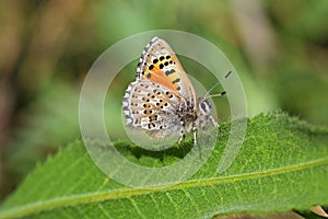 Tomares desinens butterfly on green leaf , butterflies of Iran photo