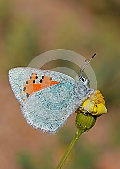 Tomares romanovi, Romanoff`s hairstreak butterfly