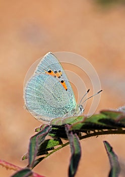 Tomares romanovi, or Romanoff`s hairstreak butterfly , butterflies of Iran