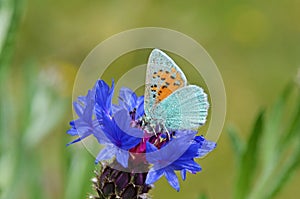 Tomares romanovi, or Romanoff`s hairstreak butterfly photo