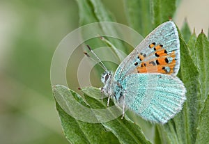 Tomares romanovi, or Romanoff`s hairstreak butterfly photo