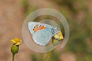 Tomares romanovi, Romanoff`s hairstreak butterfly on yellow flower, butterflies of Iran photo