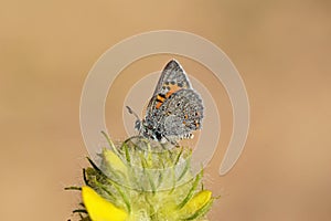 Tomares telemachus butterfly on flower , butterflies of Iran photo