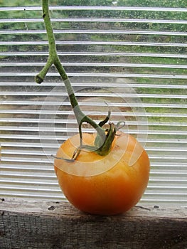 Tomat in the garden greenhouse