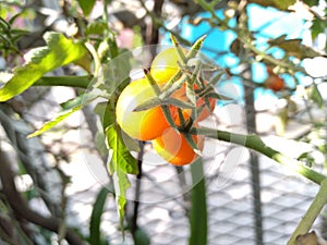 Tomate pequeÃÂ±o planta rojo photo