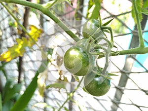 Tomate verde verdura photo