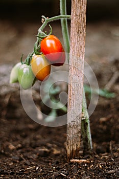 Tomaten in my garden.  Fresh and bio. Summer. photo