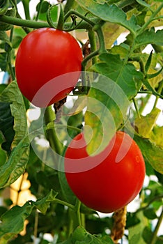 Tomates