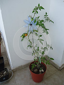 Tomates cherry flora y fauna medio ambinete