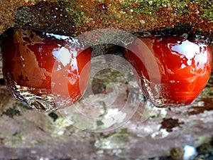 Tomates de mar photo