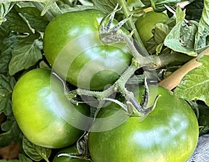 tomates verdes creciendo y madurando en la planta photo