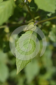 Tomatillo