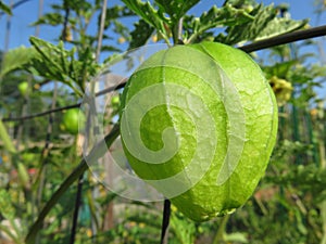 Tomatillo in the Garden