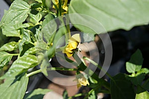 Tomatillo, Physalis philadelphica