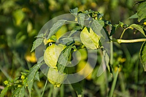 Tomatillo Physalis philadelphica or Mexican husk tomato