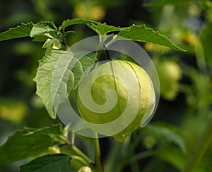 Tomatillo Or Physalis Philadelphica Plant With Fruit
