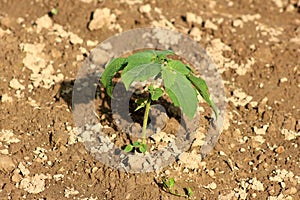 Tomatillo or Physalis philadelphica plant planted on partially wet ground in local garden