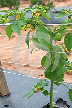 Tomatillo Plant