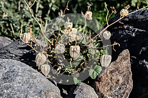 Tomatillo plant growing among rocks. Fruit inside dry outer husks.