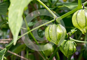 Tomatillo Young Organic Plant Physalis Philadelphica