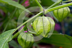 Tomatillo Young Organic Plant Physalis Philadelphica