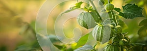 Tomatillos vegetable plant on the garden. Close up. Copy space for text. Blurred background. Banner slider template.