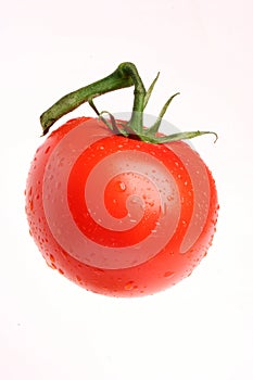 Tomato 01