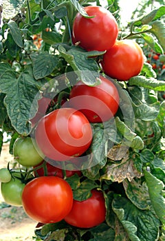 Tomato