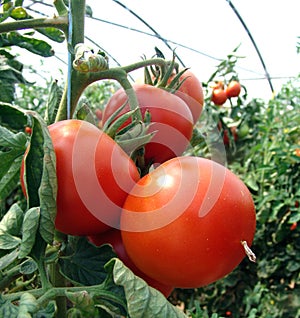 Tomato