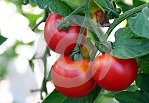 Tomato