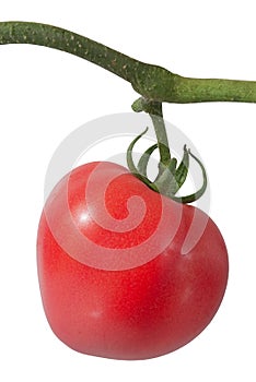 Tomato