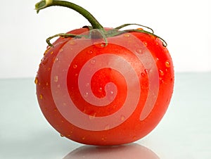 Tomato