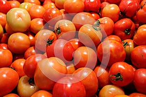 Tomato