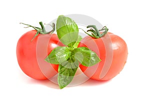 Tomato