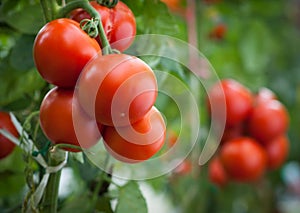 Tomato