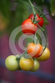 Tomato