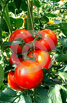 Tomato